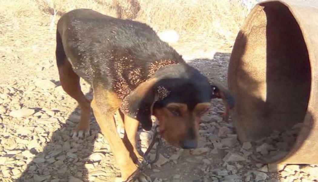 Πρόστιμο 61.400 ευρώ σε αλλοδαπό για κακοποίηση σκύλων!