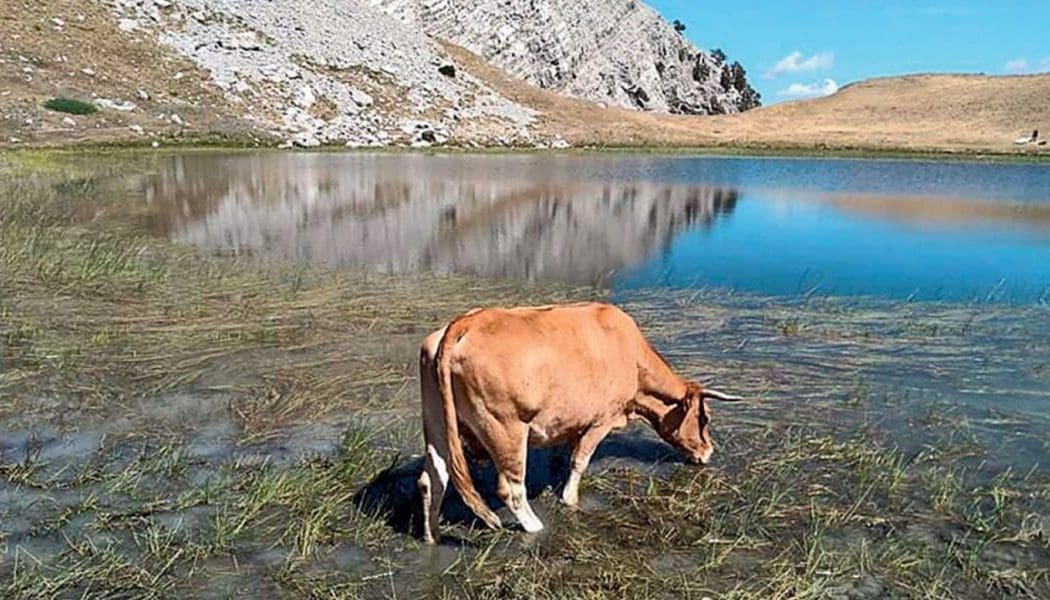 Τριετής απαγόρευση βόσκησης σε Δρακόλιμνη και Ριζίνα με ΔΑΔ του Δασαρχείου Κόνιτσας