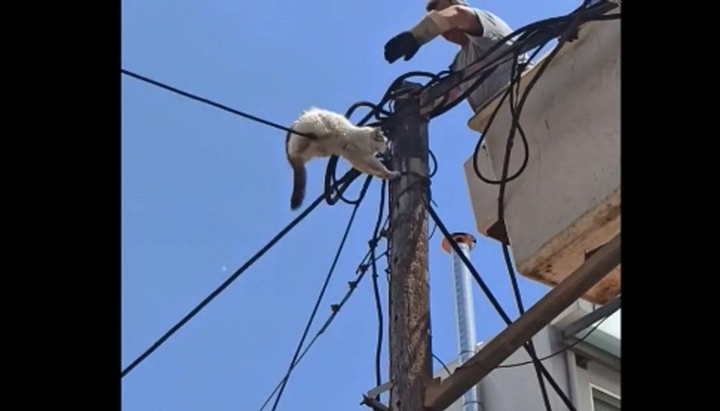Σώθηκε το γατάκι που είχε εγκλωβιστεί σε κολόνα της ΔΕΗ