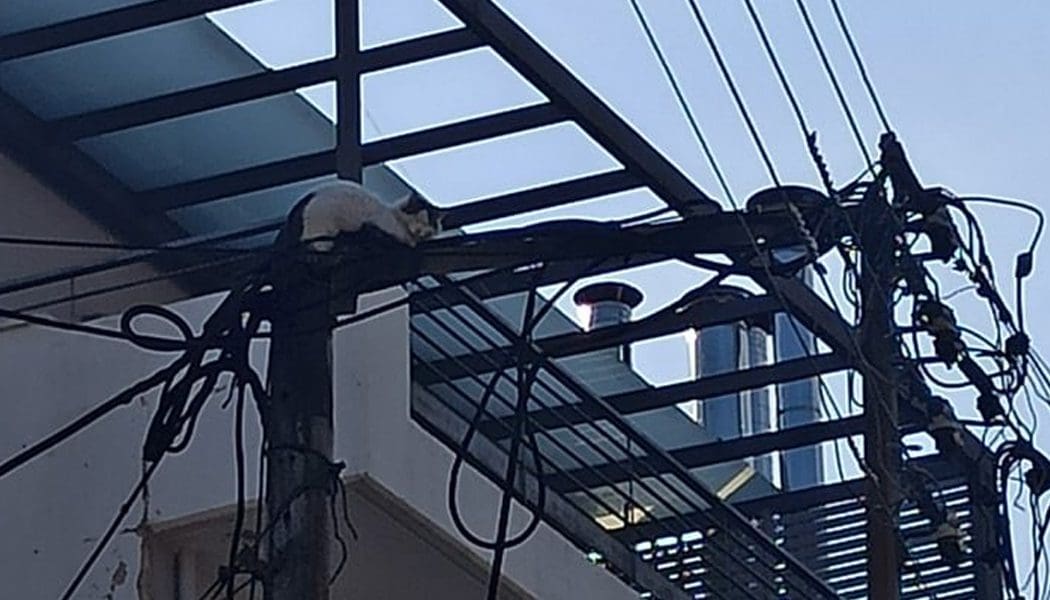Γατάκι εγκλωβίστηκε σε κολόνα της ΔΕΗ (pics)