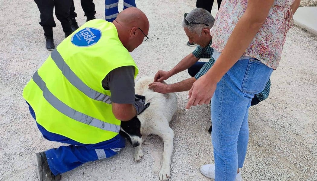 Συνεχής η προσπάθεια για υιοθεσίες αδέσποτων