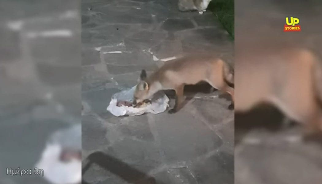 Αλεπουδάκι στους Κουκλιούς κατάφερε να γίνει…”κατοικίδιο”