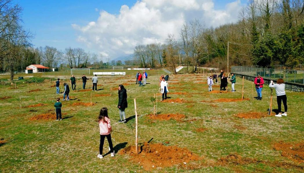Δημιουργία πρότυπου ελαιώνα στην Ηλιόκαλη από τον Δήμο Ιωαννιτών