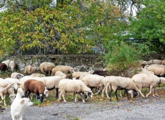 Παραμένει χωρίς κρούσματα ευλογιάς προβάτων η Ήπειρος – Οι συμβουλές της Κτηνιατρικής