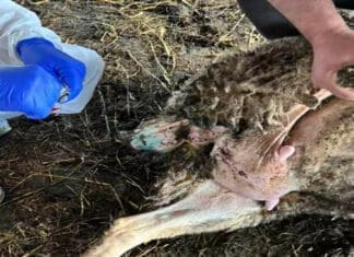 Αρνητικά και τα νέα δείγματα για ευλογιά σε κτηνοτροφικές μονάδες της Π.Ε. Πρέβεζας