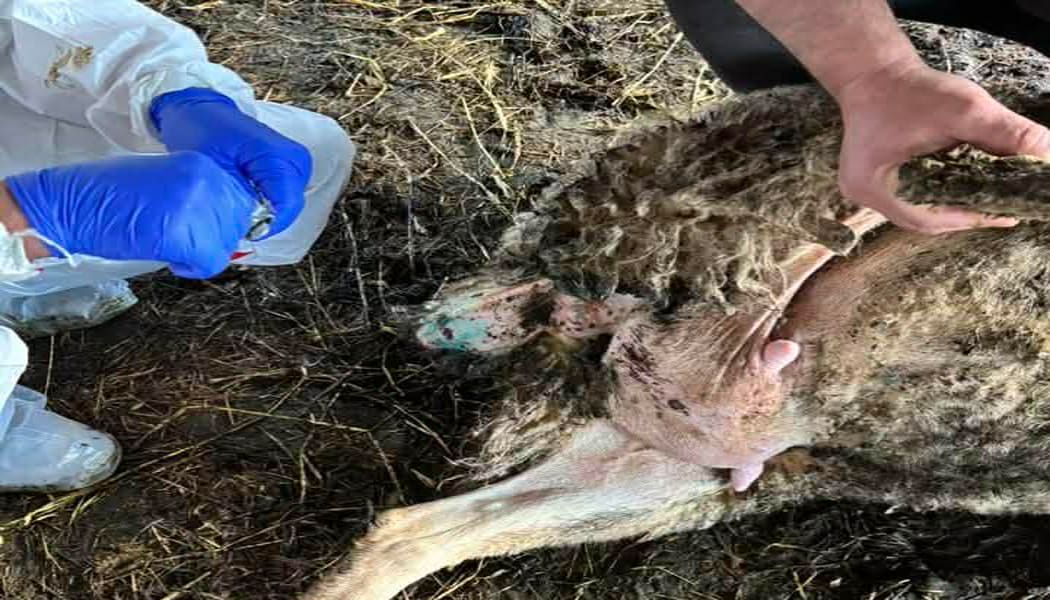 Αρνητικά και τα νέα δείγματα για ευλογιά σε κτηνοτροφικές μονάδες της Π.Ε. Πρέβεζας