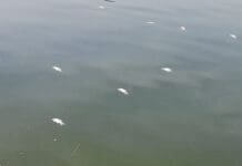 Πιθανόν οι κλιματολογικές συνθήκες να ευθύνονται για τα νεκρά ψάρια στην λίμνη Παμβώτιδα