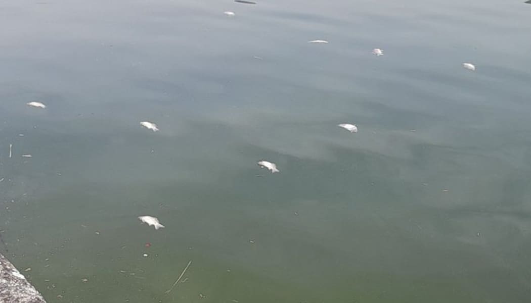 Αβάσιμες οι καταγγελίες για τη διαχείριση των νεκρών ψαριών ισχυρίζεται η δημοτική αρχή