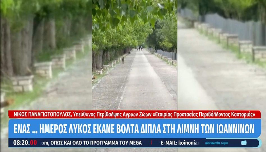 Επικοινωνία του Δήμου Ιωαννιτών με το Δασαρχείο μετά την εμφάνιση λύκου εντός του αστικού ιστού (video)